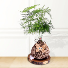Asparagus Plant Kokedama