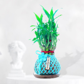 Bamboo Plant Kokedama