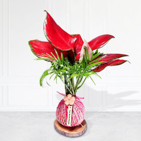 Bouquet Kokedama Aglaonema Pink