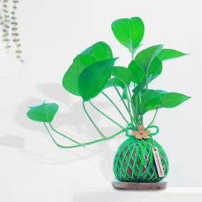 Money Plant Kokedama
