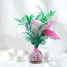 Pink Aglaonema Bouquet Plant Kokedama