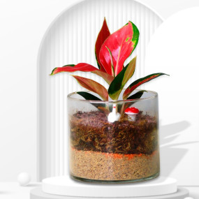 Pink Aglaonema with Moss