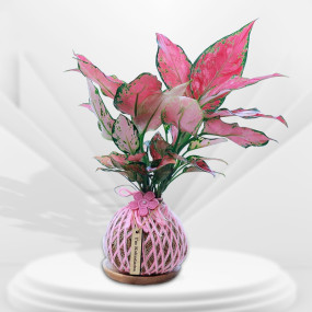 Pink Aglaonema