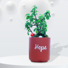 Jade Plant with Terracotta Planter