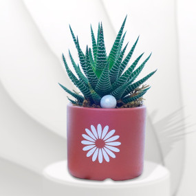 Zebra Plant with Terracotta Planter