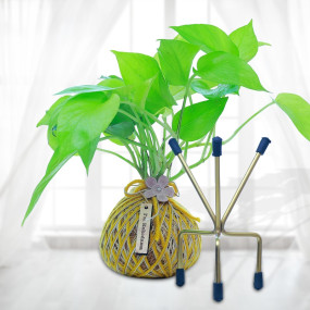 Golden Money Plant Kokedama