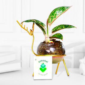 Pink Aglaonema with Golden Deer Stand