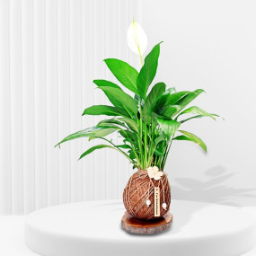Lily Plant Kokedama
