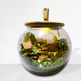 DIY Golden Terrarium Kit