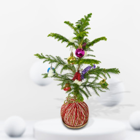 X-MAS Kokedama