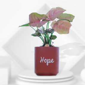 Pink Syngonium Plant with Terracotta