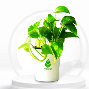 Self Watering Money Plant